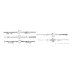 كابل-التحكم-engine-control-cable-c36-8